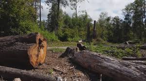 Best Tree Preservation Services  in St Croix Falls, WI