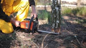 Best Commercial Tree Services  in St Croix Falls, WI