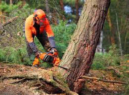 Professional Tree Care in St Croix Falls, WI