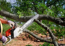 Best Lawn Disease Treatment  in St Croix Falls, WI