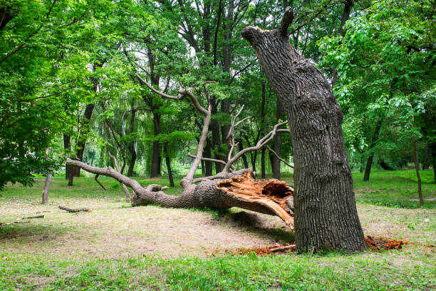 Best Hazardous Tree Removal  in St Croix Falls, WI
