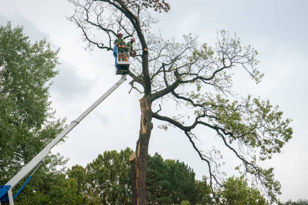 Tree and Shrub Care in St Croix Falls, WI