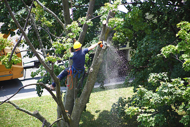 Best Lawn Irrigation Installation and Maintenance  in St Croix Falls, WI