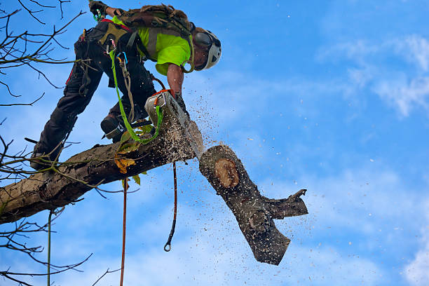 Best Fruit Tree Pruning  in St Croix Falls, WI